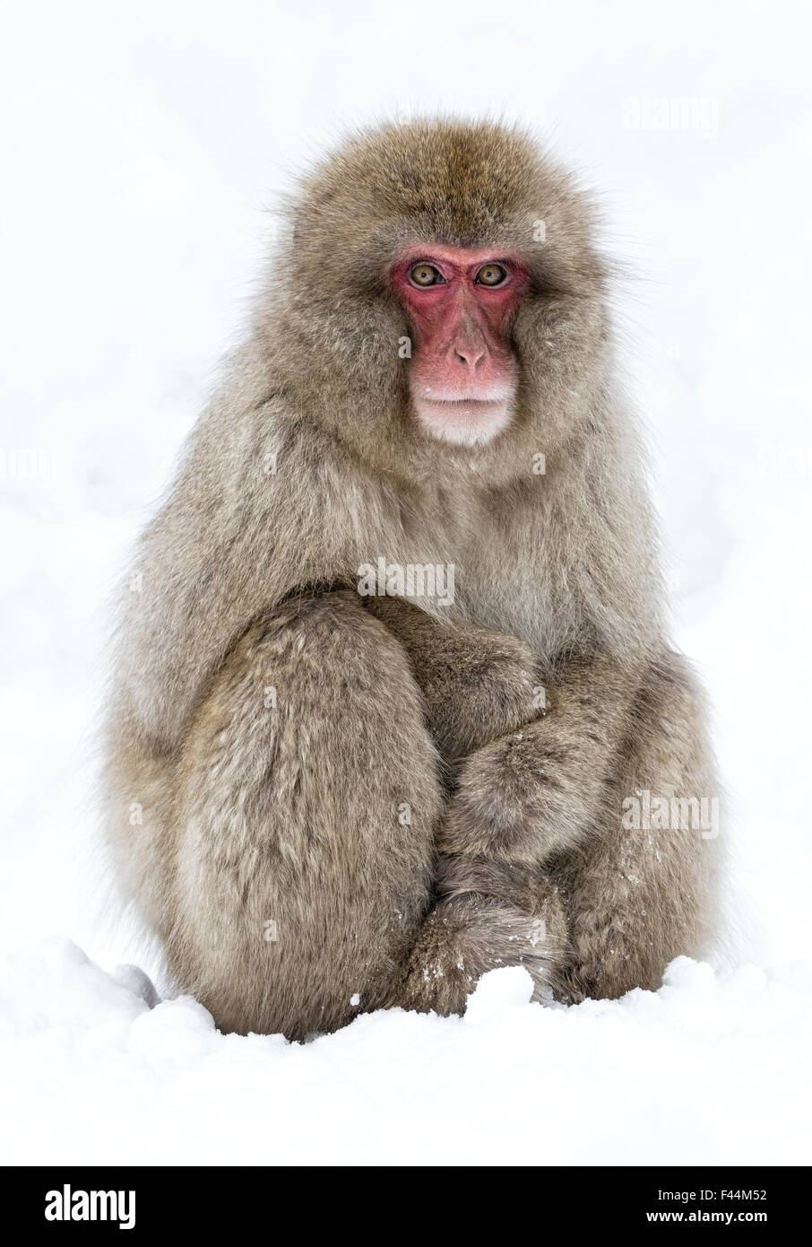Japanese Macaque (Macaca fuscata) adult sitting in snow with