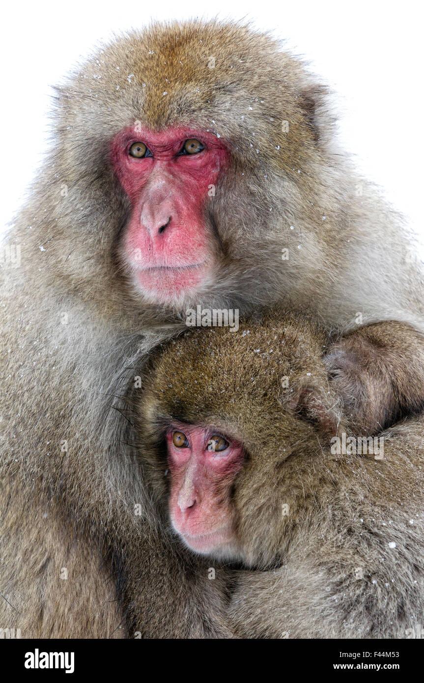 Japanese Macaque Macaca Fuscata Male Holding Onto His Female Mate Defensively Jigokudani Japan February Stock Photo Alamy