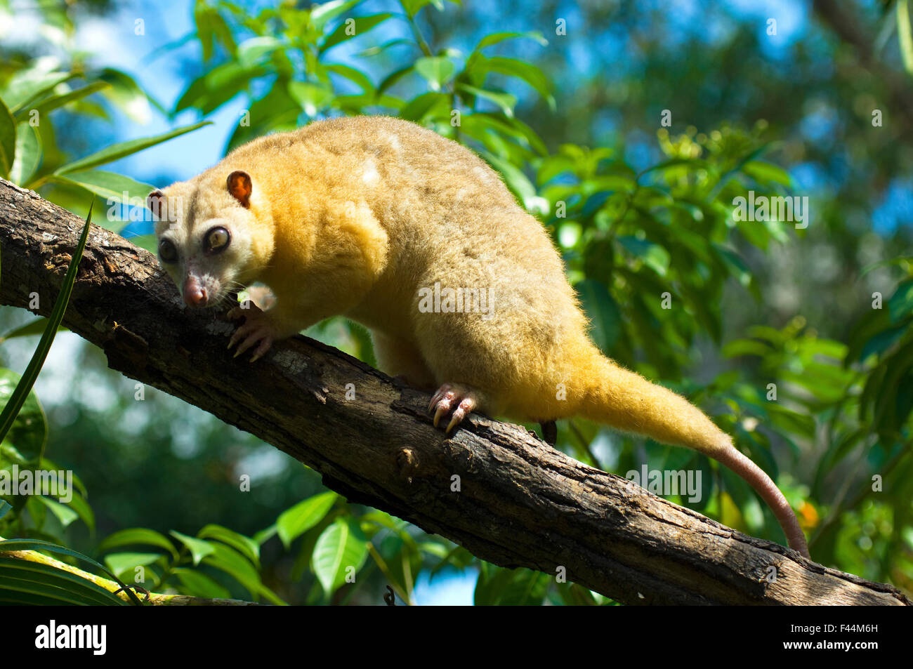 Common Cuscus (Phalanger orientalis) captive occurs in Timor to New
