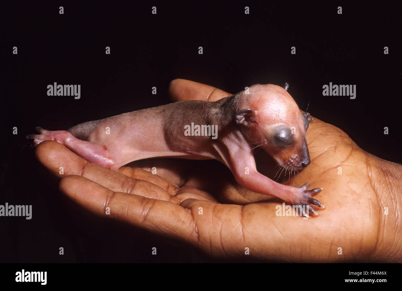 Common Phalanger High Resolution Stock Photography And Images Alamy