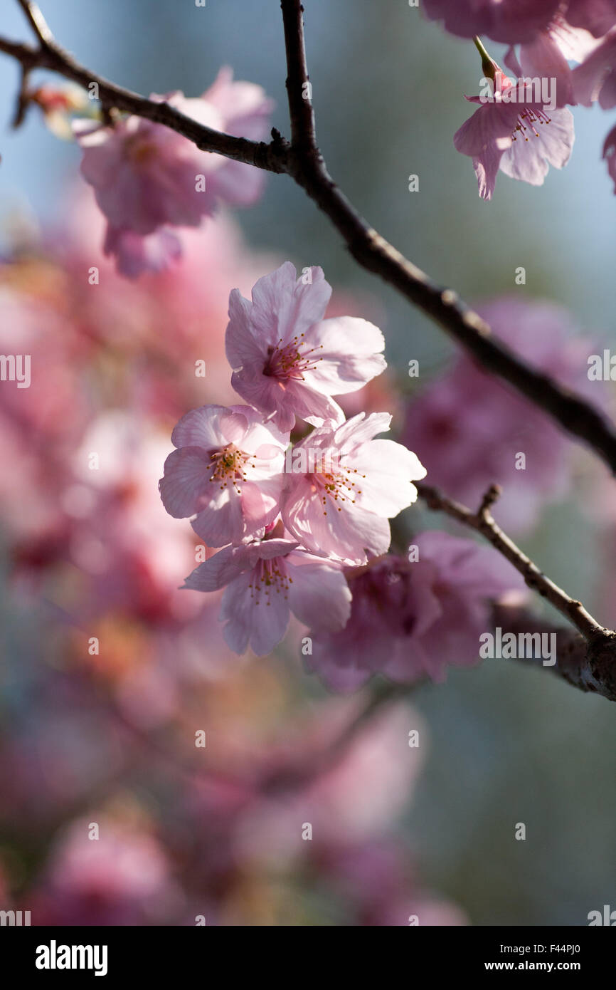 Pink sakura cherry blossom on branch Stock Photo - Alamy