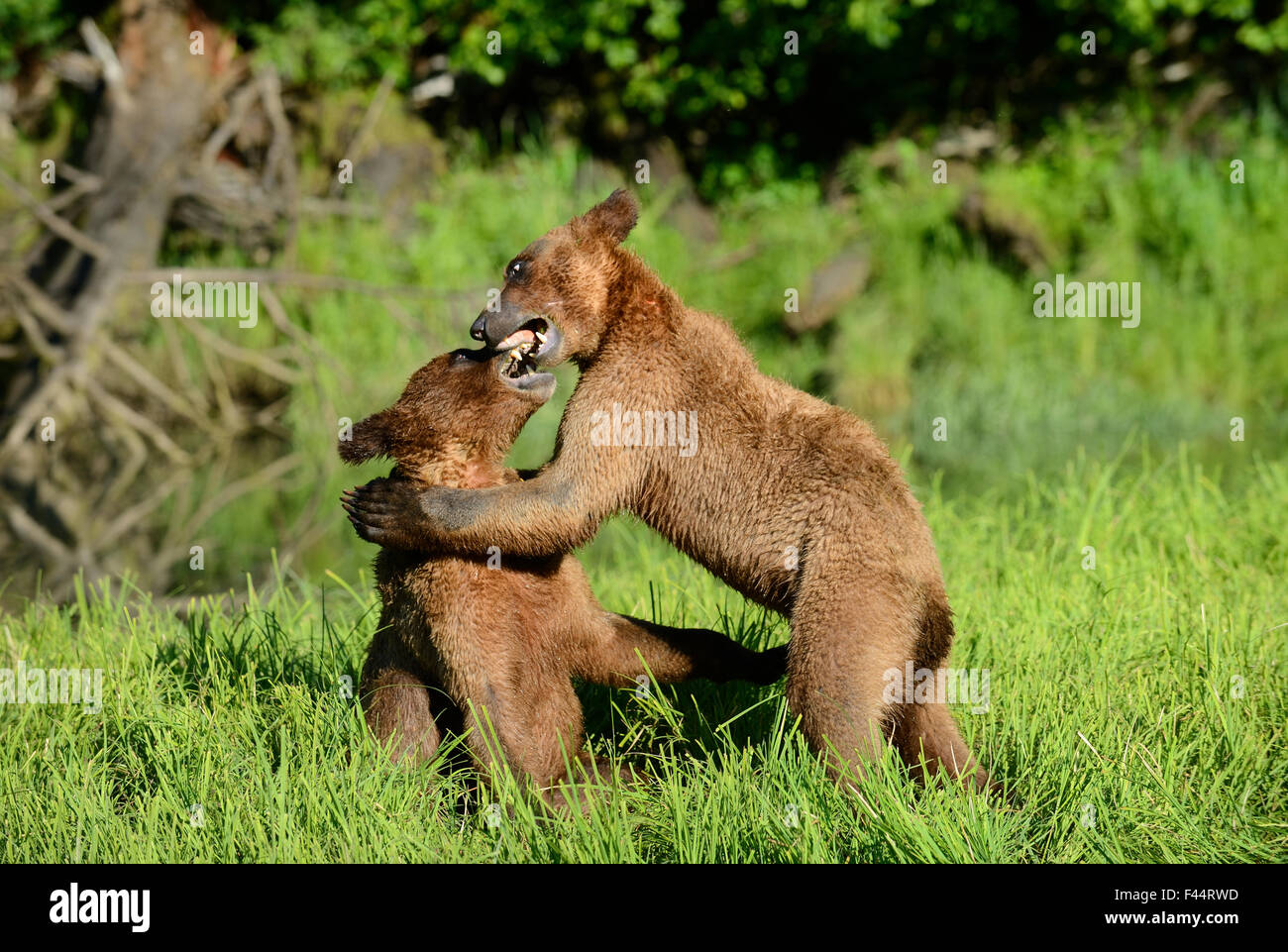 Grizzly bear cubs (Ursus arctos horribilis) play fighting