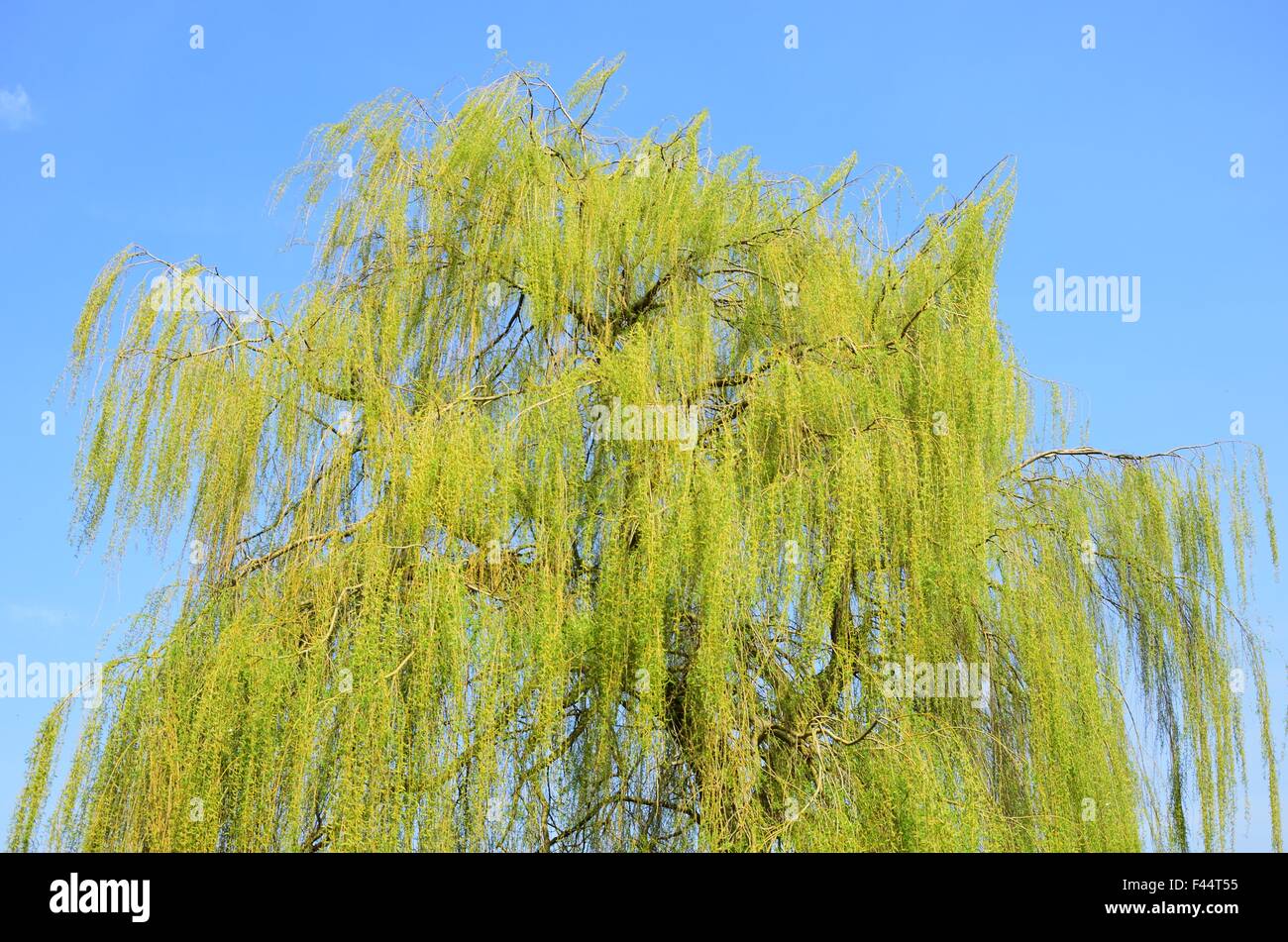 Willow tree with Blue sky Stock Photo - Alamy