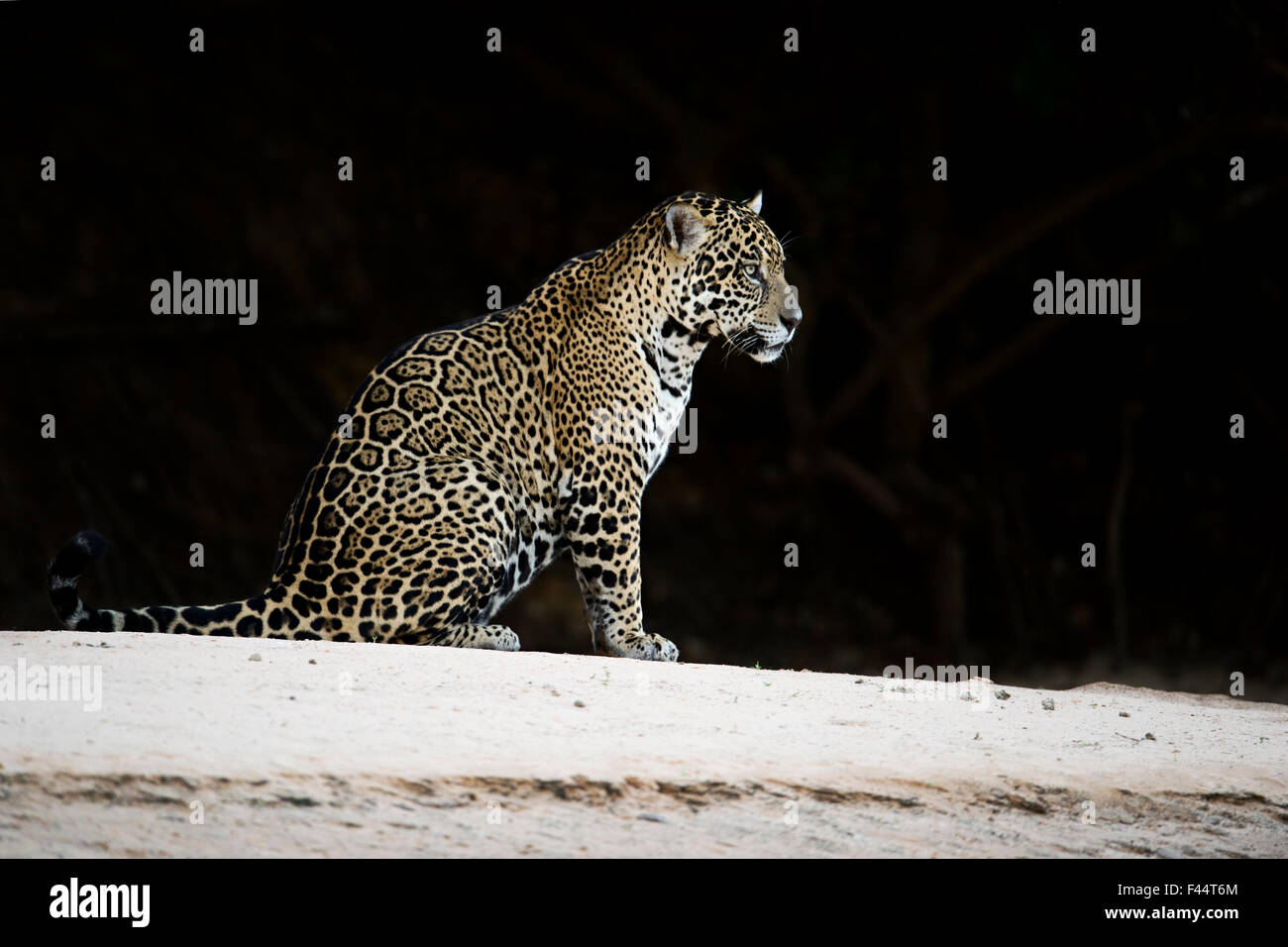 Jaguar (Pantera onca) sitting at night, Mato Grosso, Brazil Stock Photo