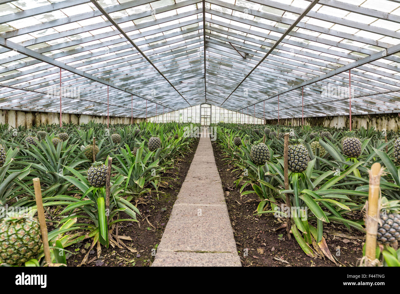 Fresh Pineapples Growing into Glasshouse Stock Photo