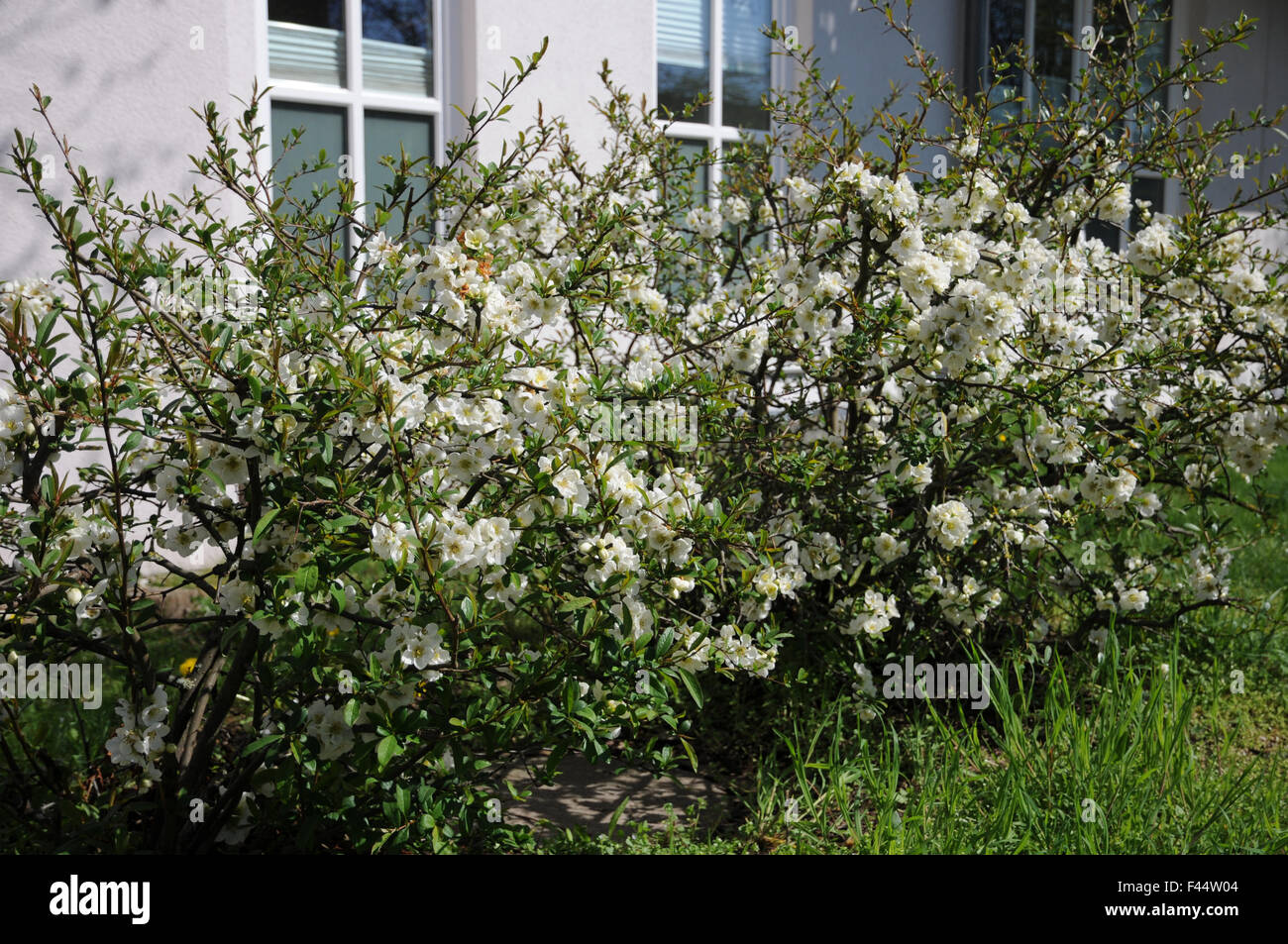 White flowering quince Stock Photo