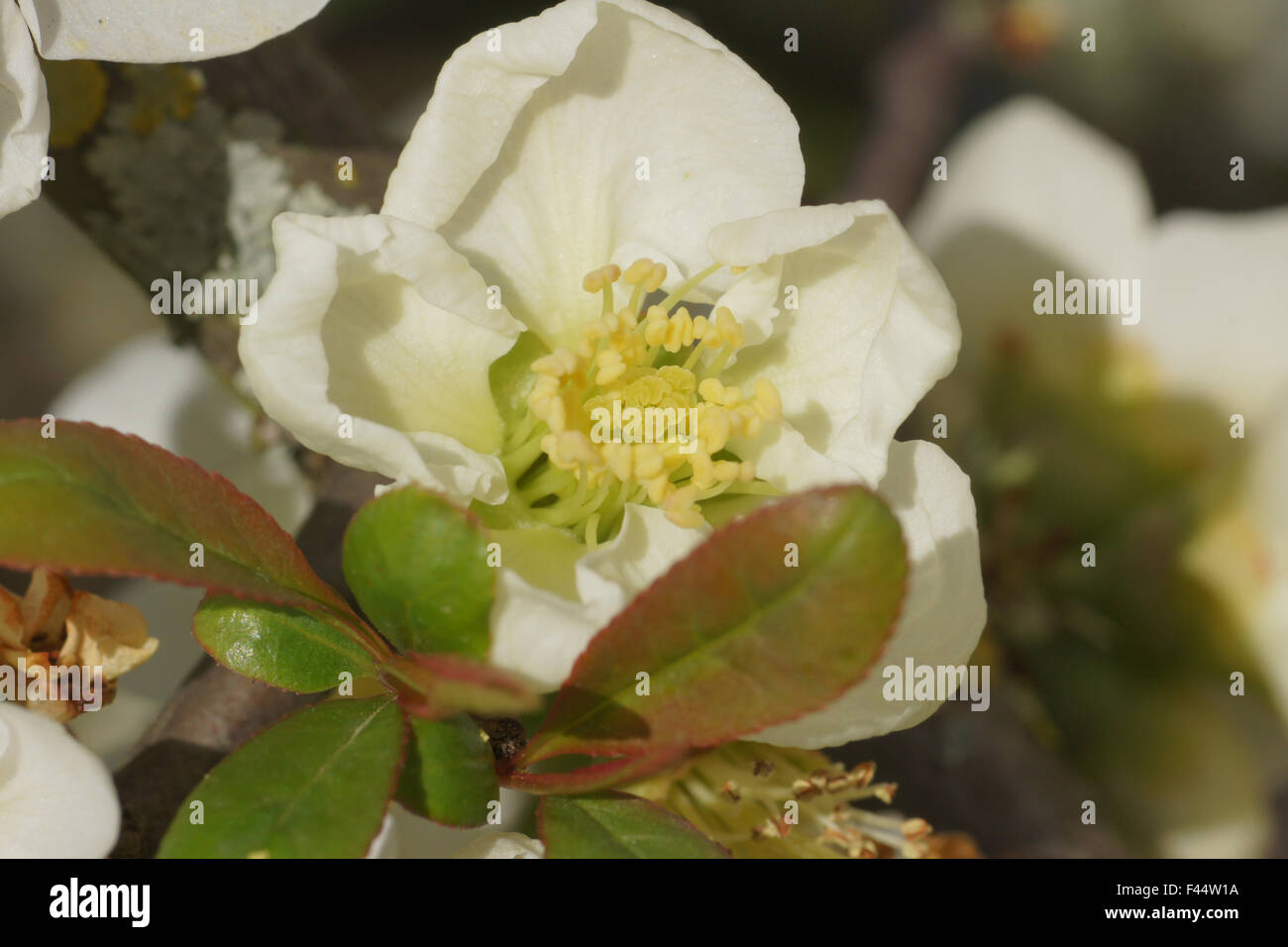 White flowering quince Stock Photo