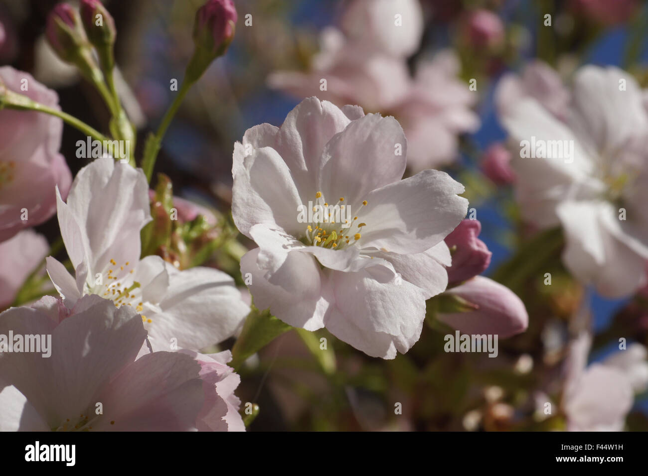 Fastigiate flowering cherry Stock Photo