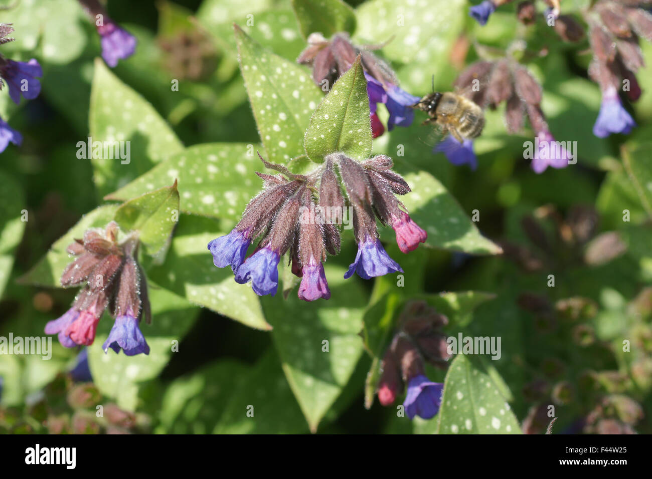 Longleaved lungwort Stock Photo