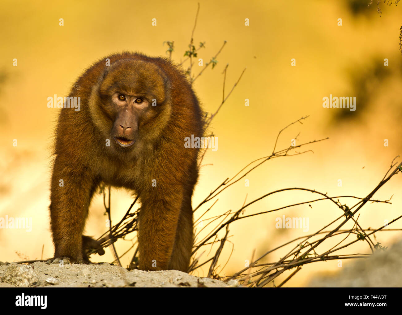 Arunachal macaque (Macaca munzala) Tawang, Arunachal Pradesh, India.  Endangered species Stock Photo - Alamy