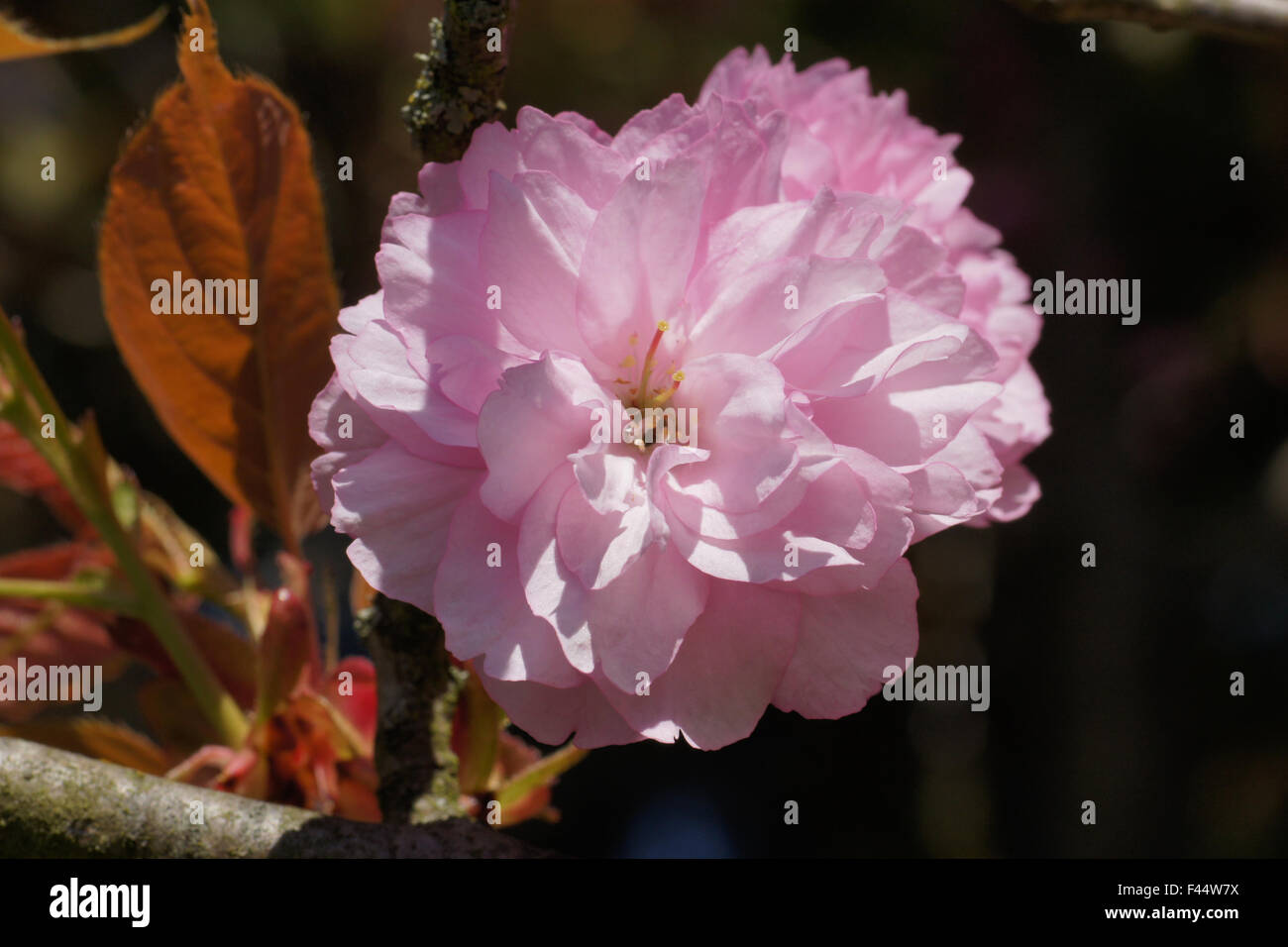 Flowering cherry tree prunus amanogawa hi-res stock photography and ...