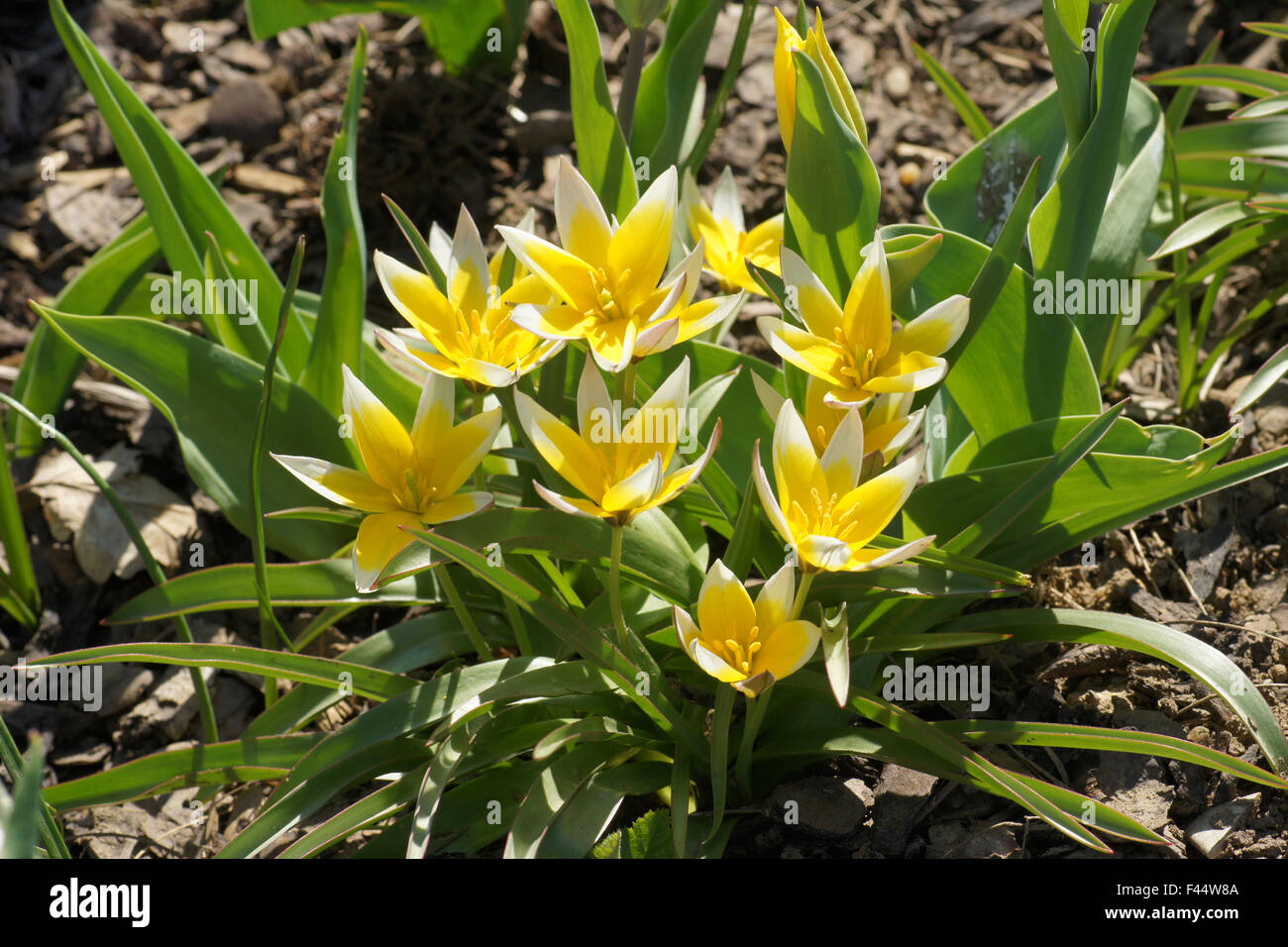 Tarda tulip Stock Photo
