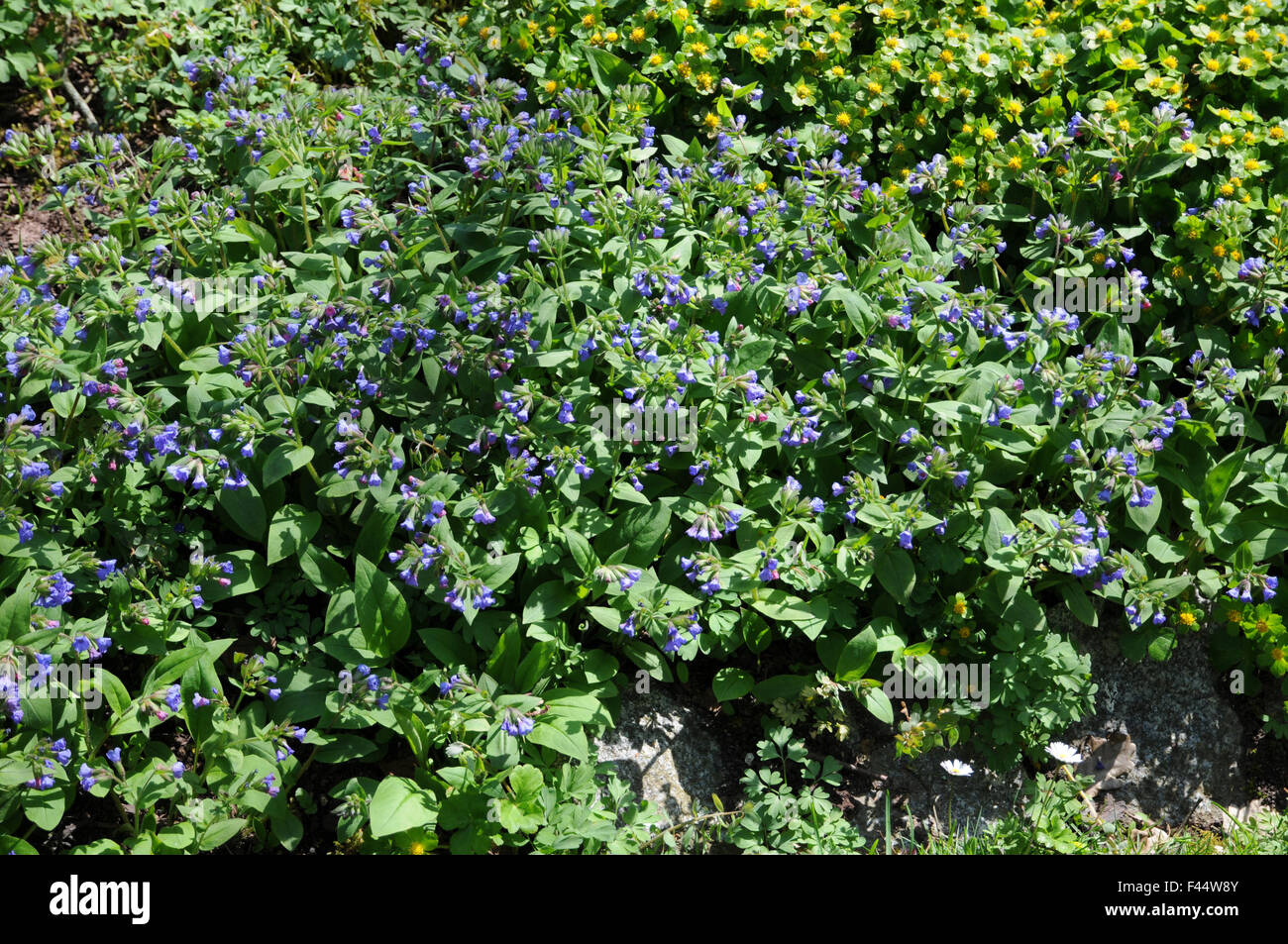 Narrow-leaved lungwort Stock Photo