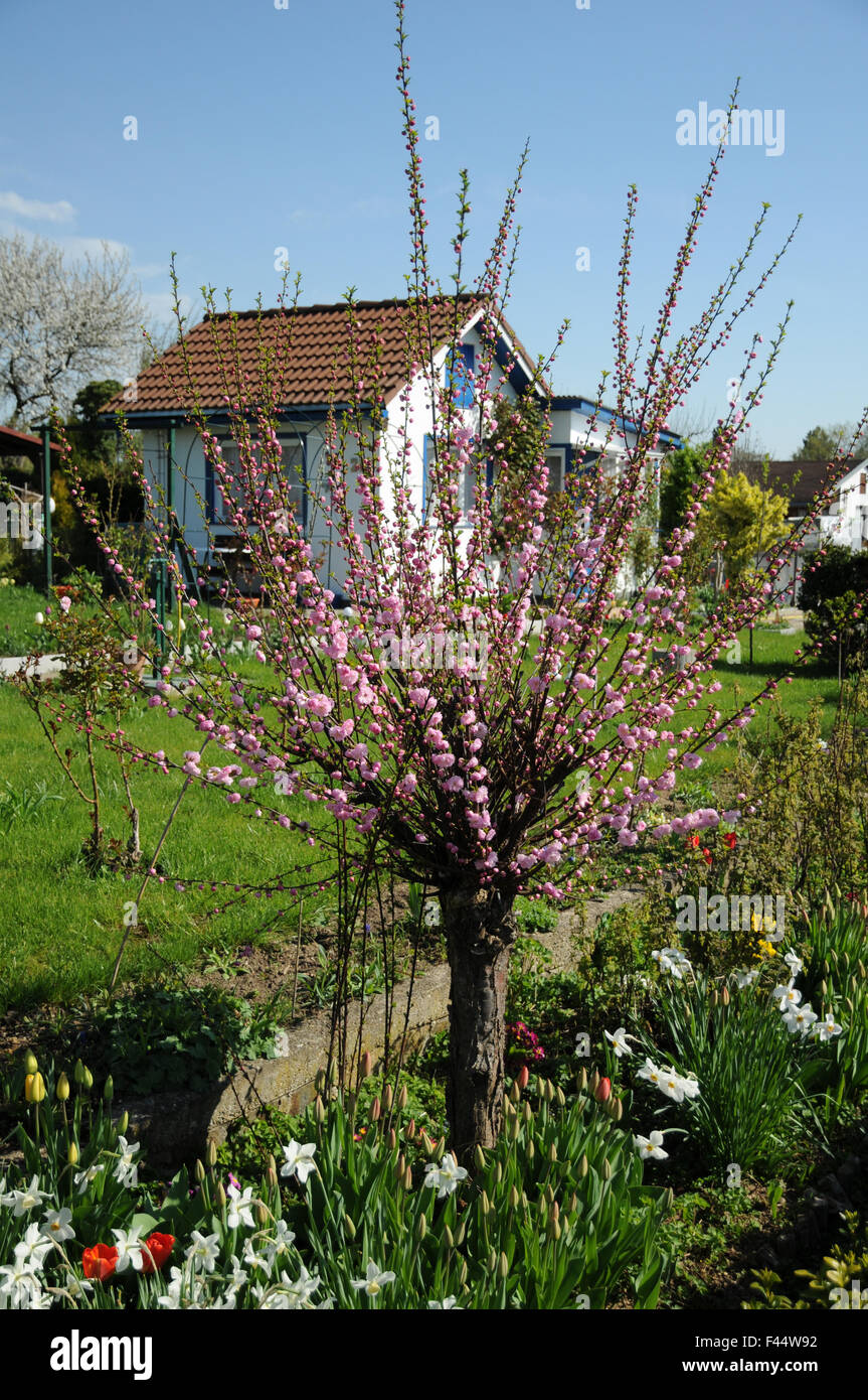 Flowering almond Stock Photo