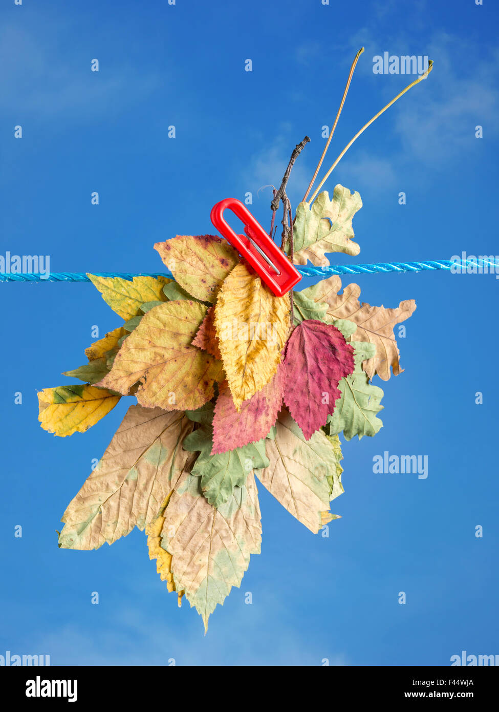Bunch of different fall leaves drying outdoors attached to a laundry string with clip over blue sky Stock Photo