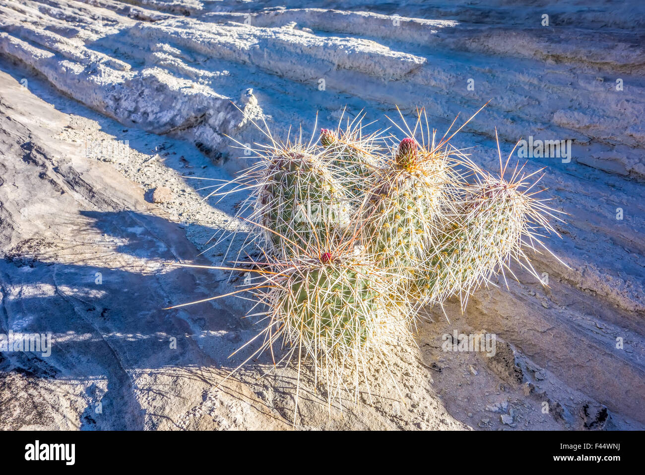 blooming cactus in arizona desert Stock Photo