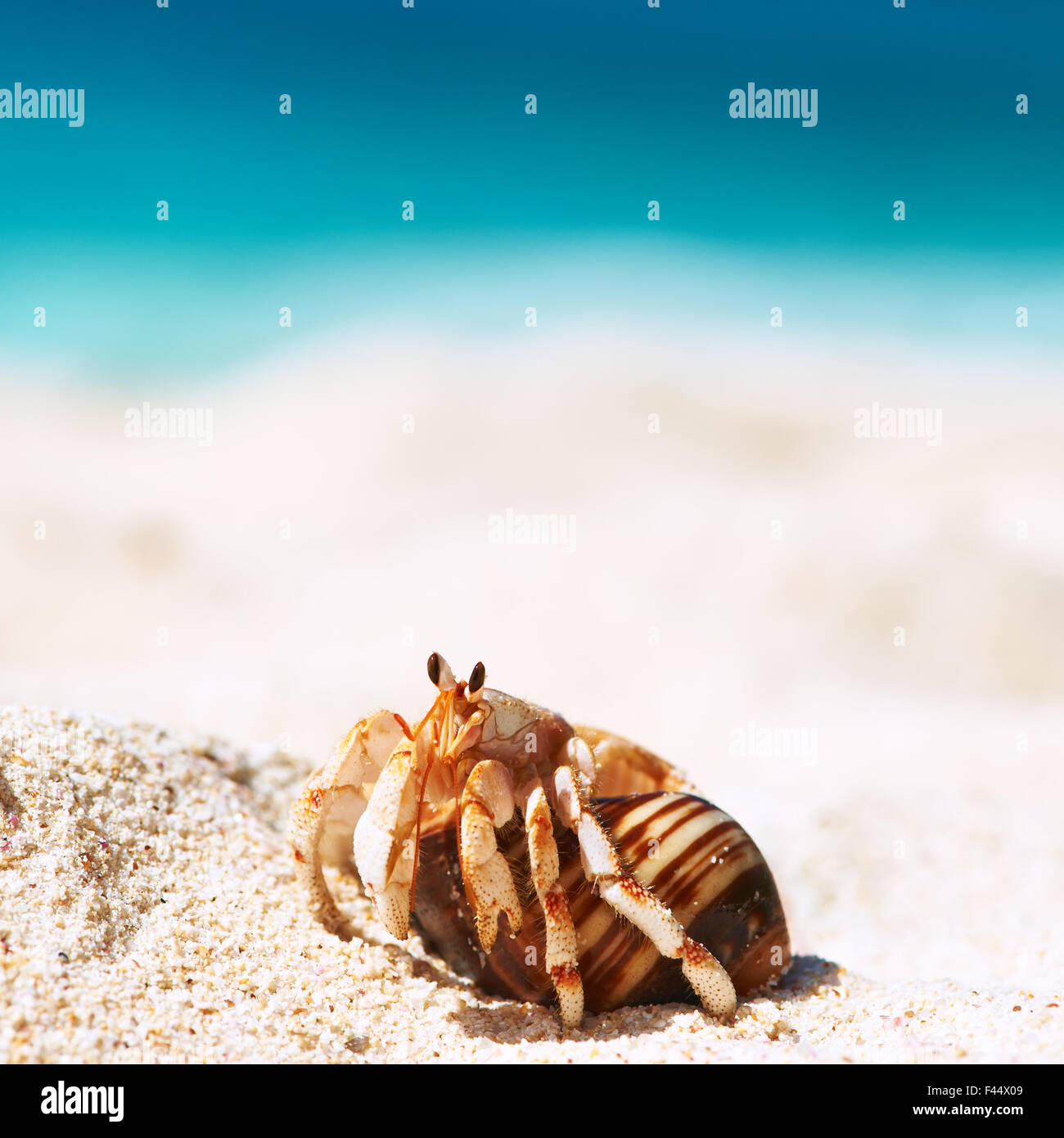 Hermit crab at beach Stock Photo - Alamy