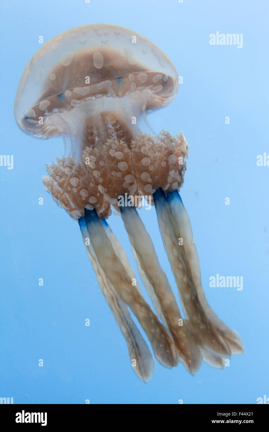 Spotted jellyfish (Mastigias papua) Inanuran Island, Danajon Bank, Central Visayas, Philippines, April Stock Photo