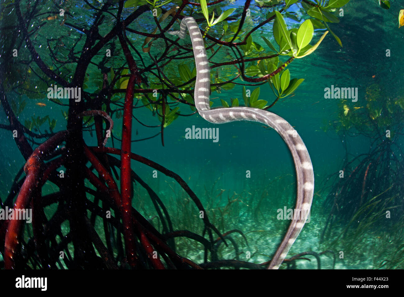 Seasnake amongst mangroves, Batasan Island, Danajon Bank, Central Visayas, Philippines, April Stock Photo