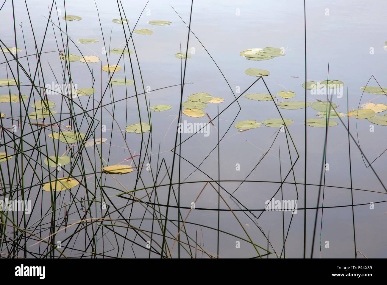 Rushes hi-res stock photography and images - Alamy