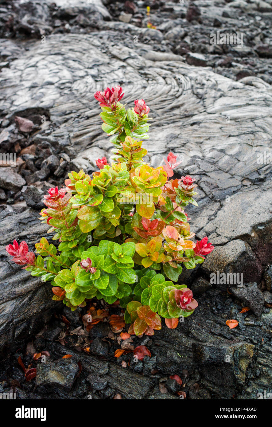ʻŌhiʻa lehua; Metrosideros polymorpha; Lehua; growing in lava rock fields, Hawai'i Volcanoes National Park, Big Island, Hawai'i Stock Photo