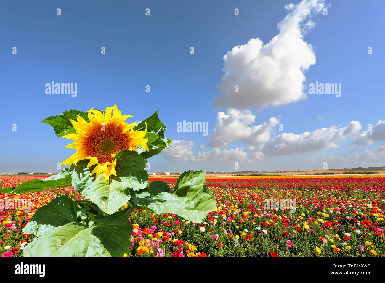 The sunflower grows in a field Stock Photo