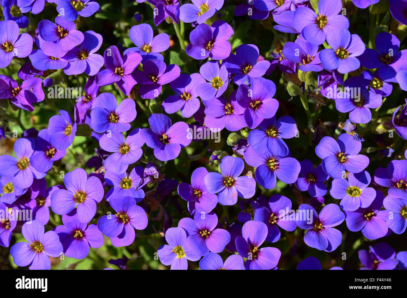flower, blue, blossom Stock Photo