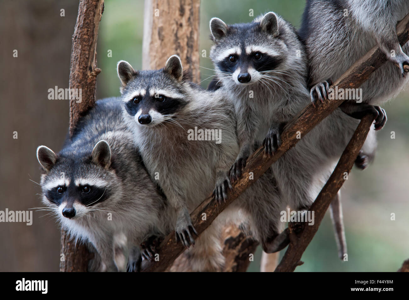 Northern raccoon (Procyon lotor), group standing on branch, captive. Stock Photo