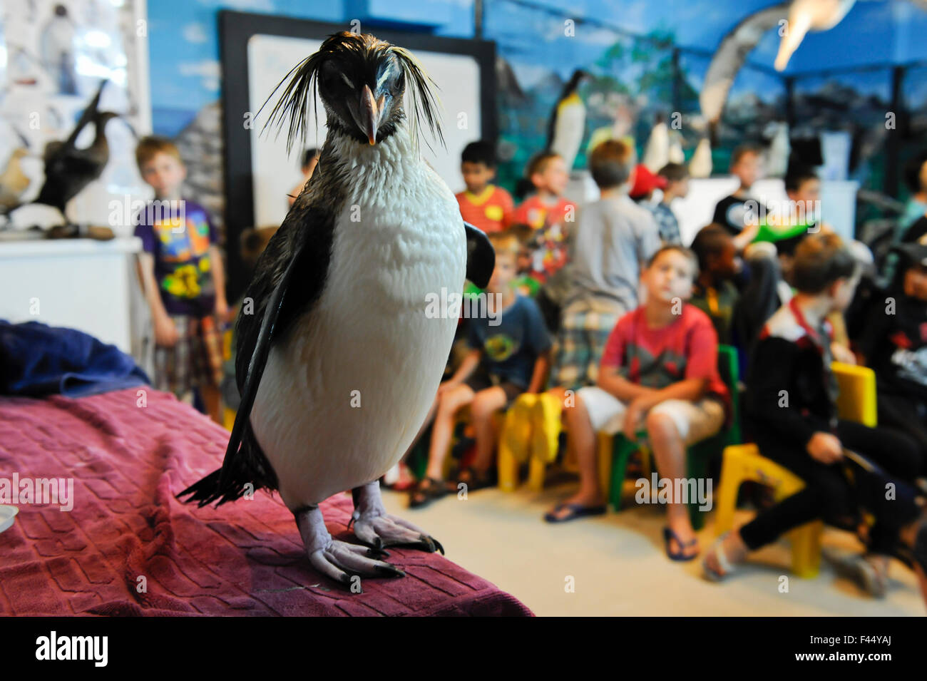 SANCCOB Conservation and seabird education, Cape Town, South Africa. Weston Barwise uses 'Rocky' a Southern rockhopper penguin (Eudyptes chrysocome), to help him teach children about seabirds and marine conservation. November 2011 Stock Photo