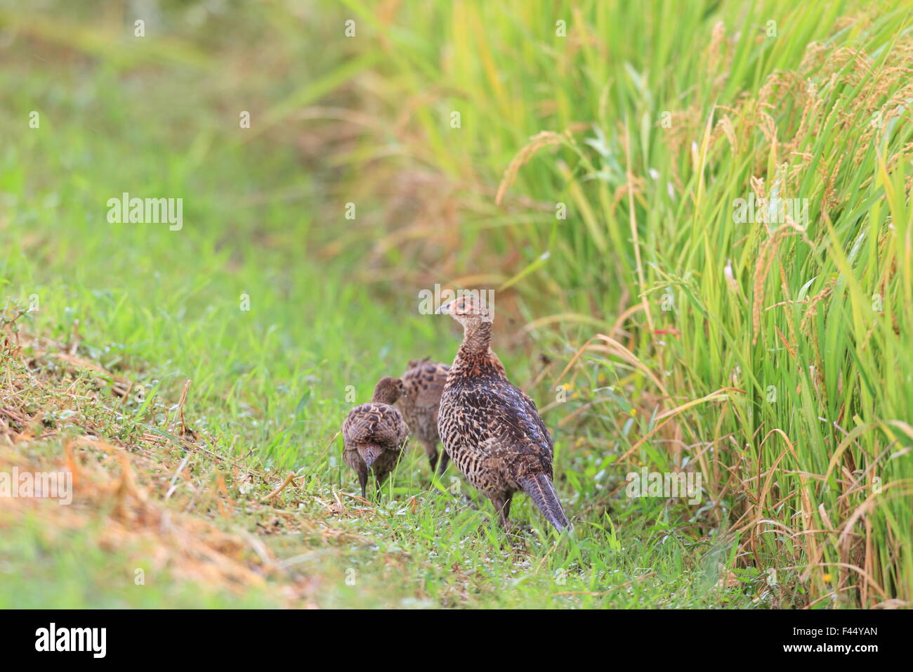 Japanese Green Pheasant (Phasianus versicolor robustipes) family in Japan Stock Photo