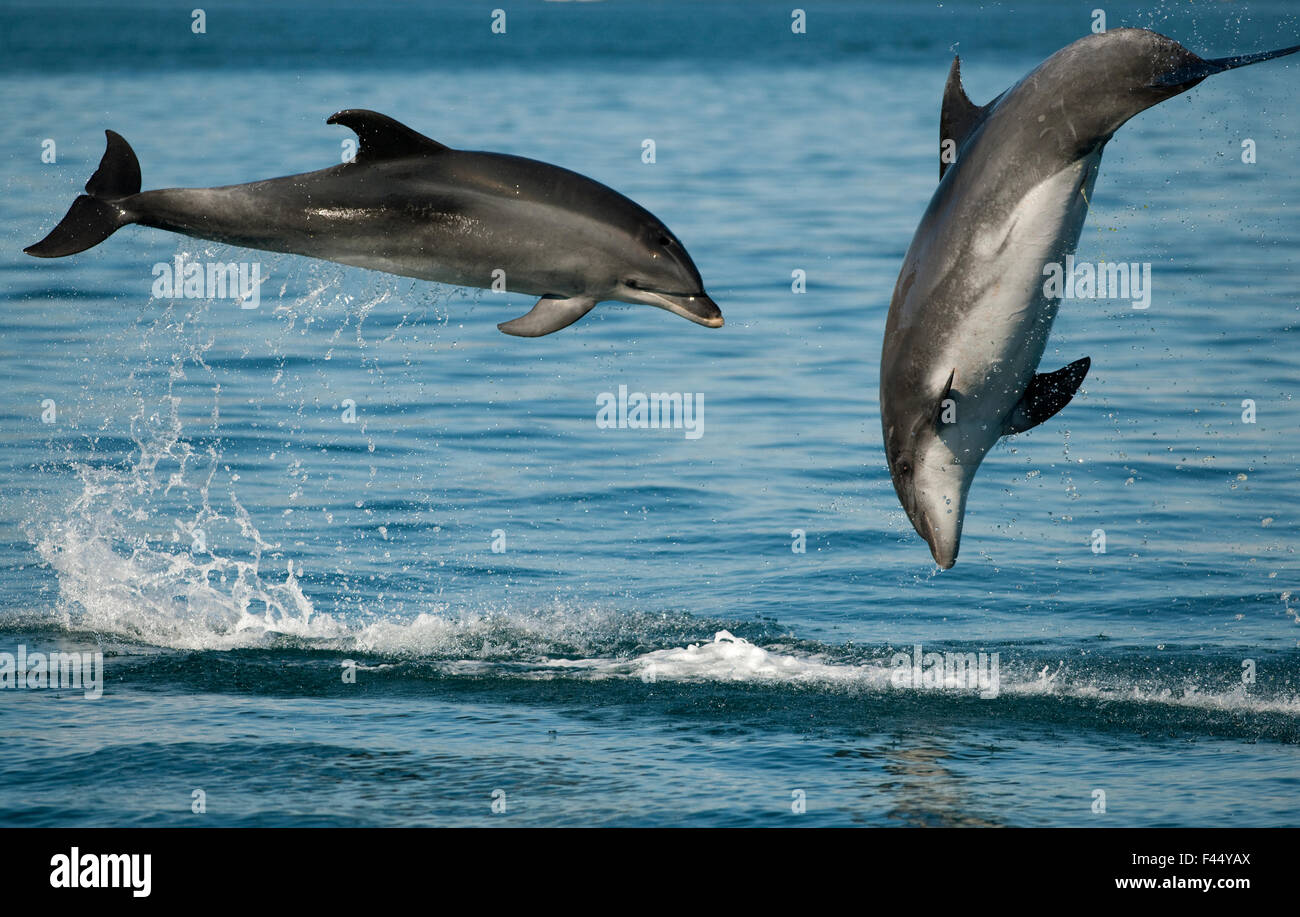 Bottlenose Dolphins (Tursiops truncatus) porpoising playfully, Sado Estuary, Portugal Stock Photo