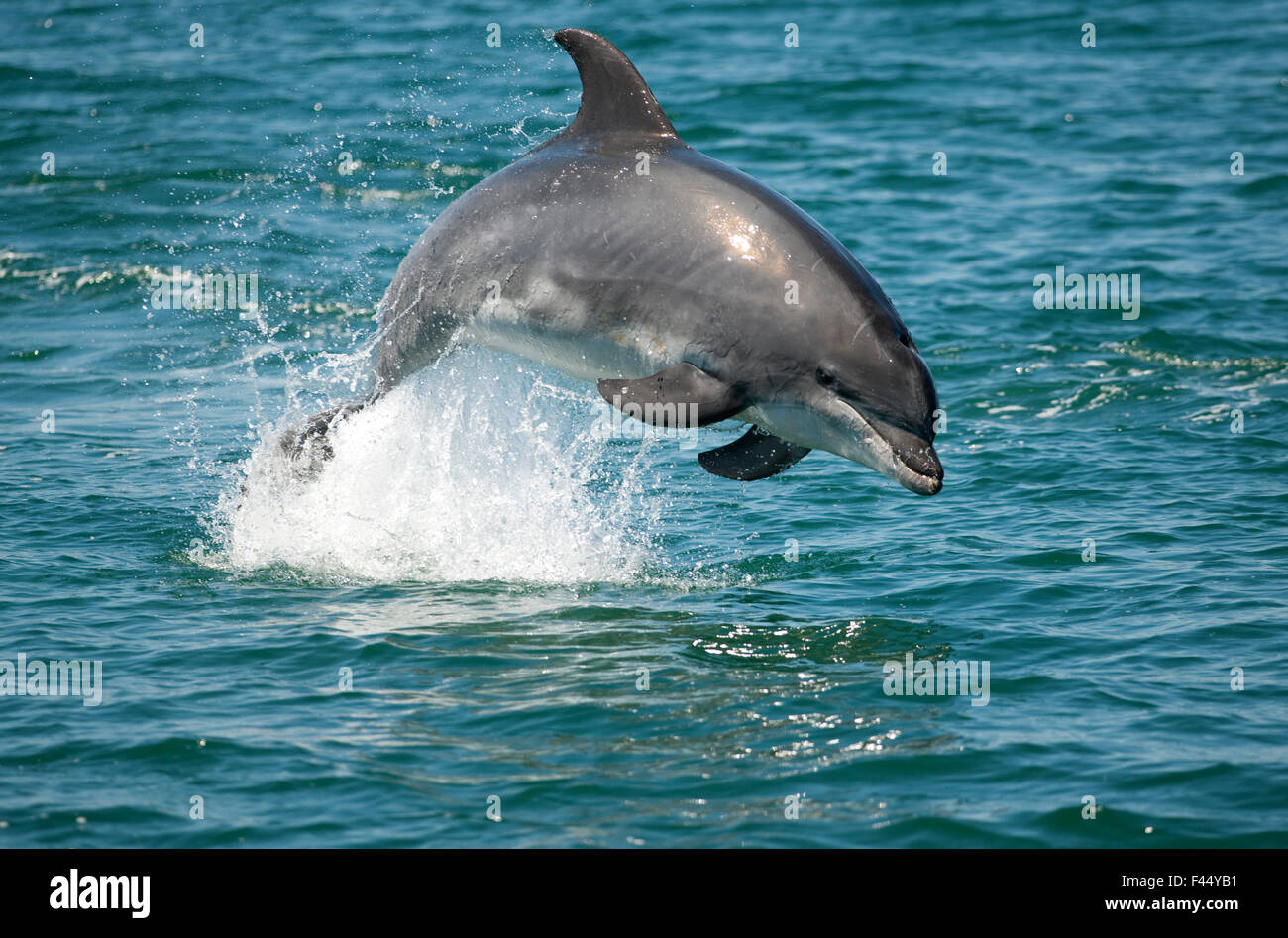 Bottlenose Dolphin (Tursiops truncatus) porpoising, Sado Estuary, Portugal Stock Photo