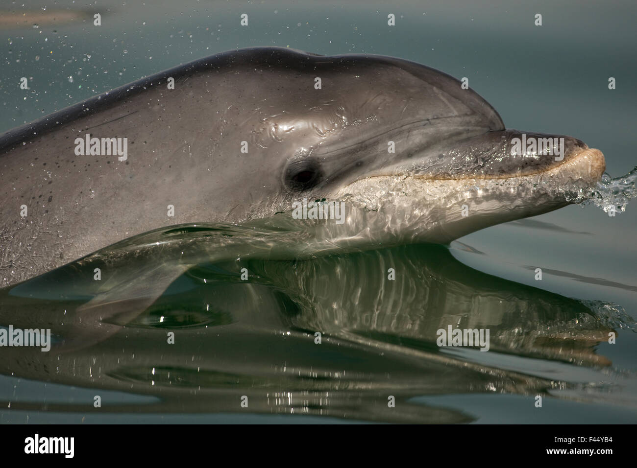 Bottlenose Dolphin (Tursiops truncatus) reflected at the surface, Sado Estuary, Portugal Stock Photo