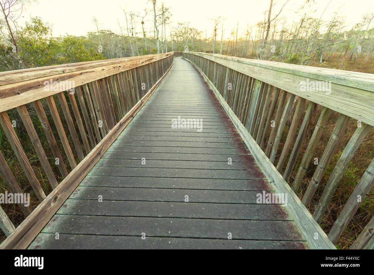 Boardwalk in swamp Stock Photo Alamy