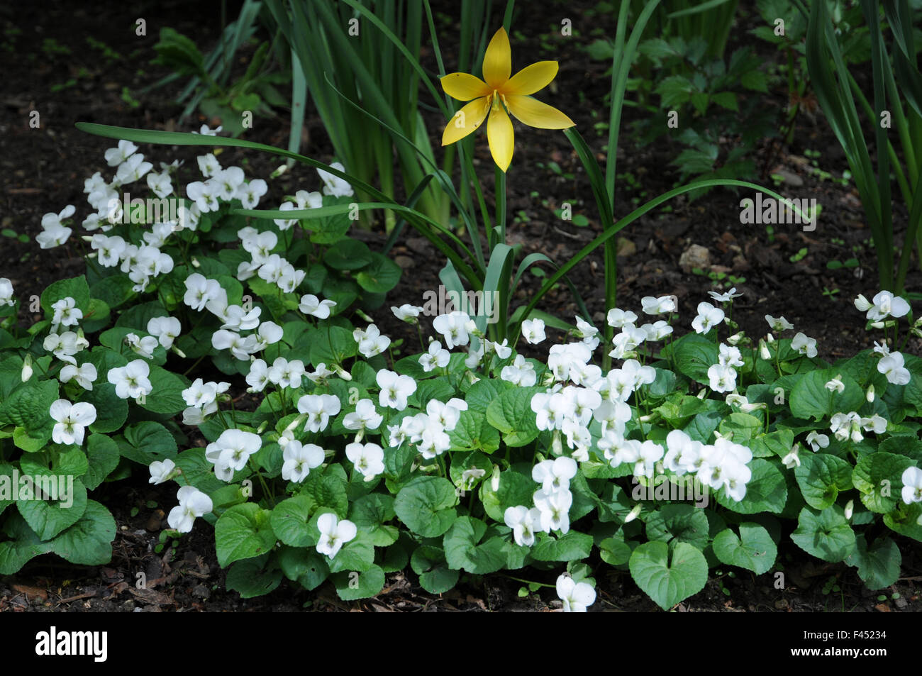 White violet Stock Photo