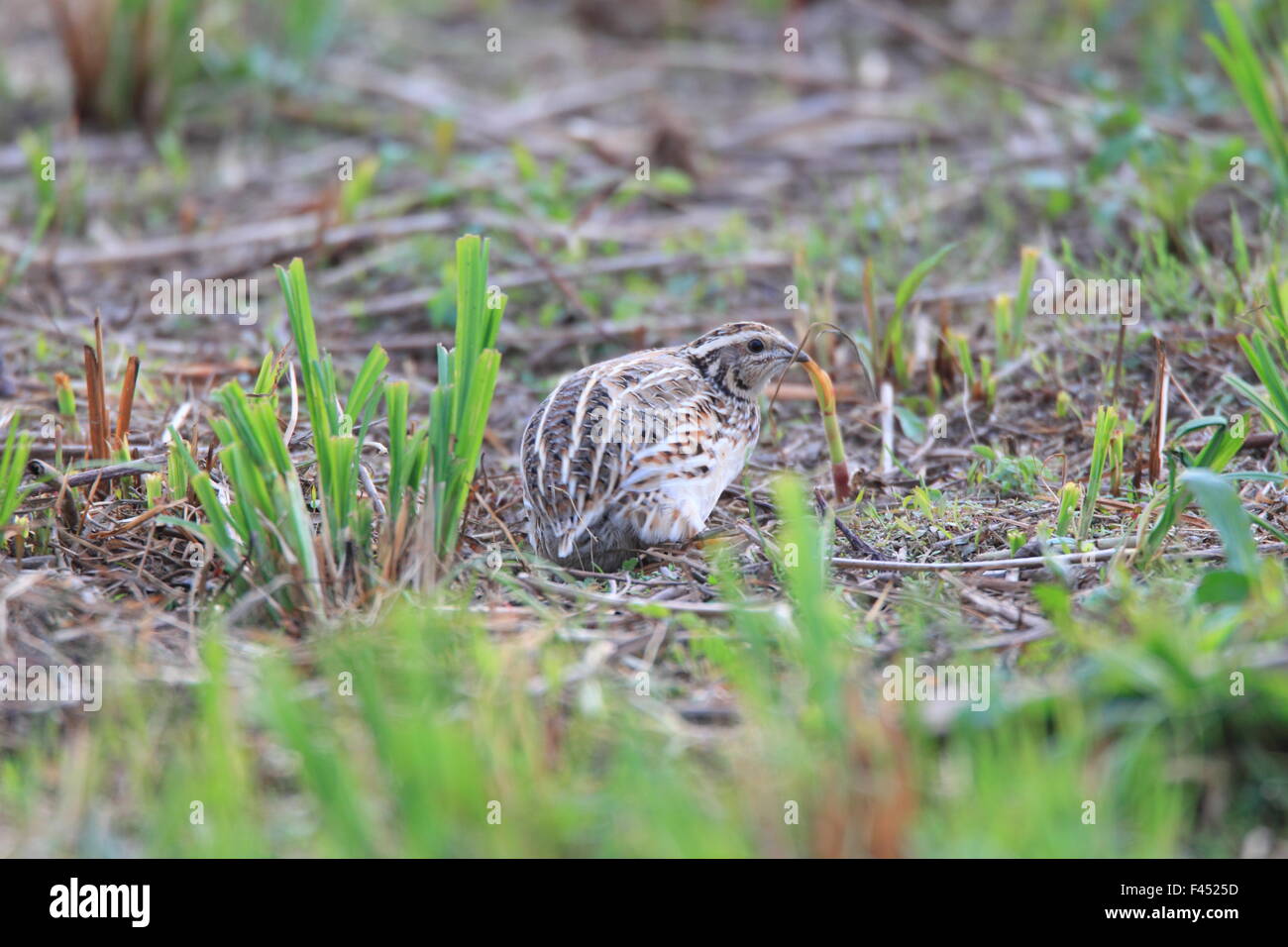 Japanese Quail (Coturnix japonica) in Japan Stock Photo Alamy