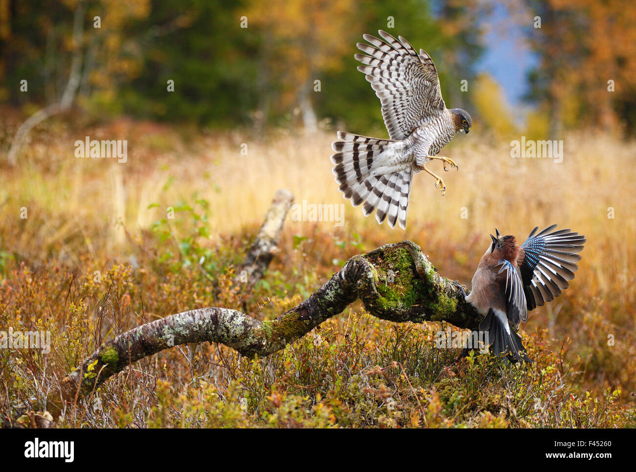 Sparrowhawk (Accipiter nisus) attacking Jay (Garrulus glandarius)Telemark, Norway, September Stock Photo