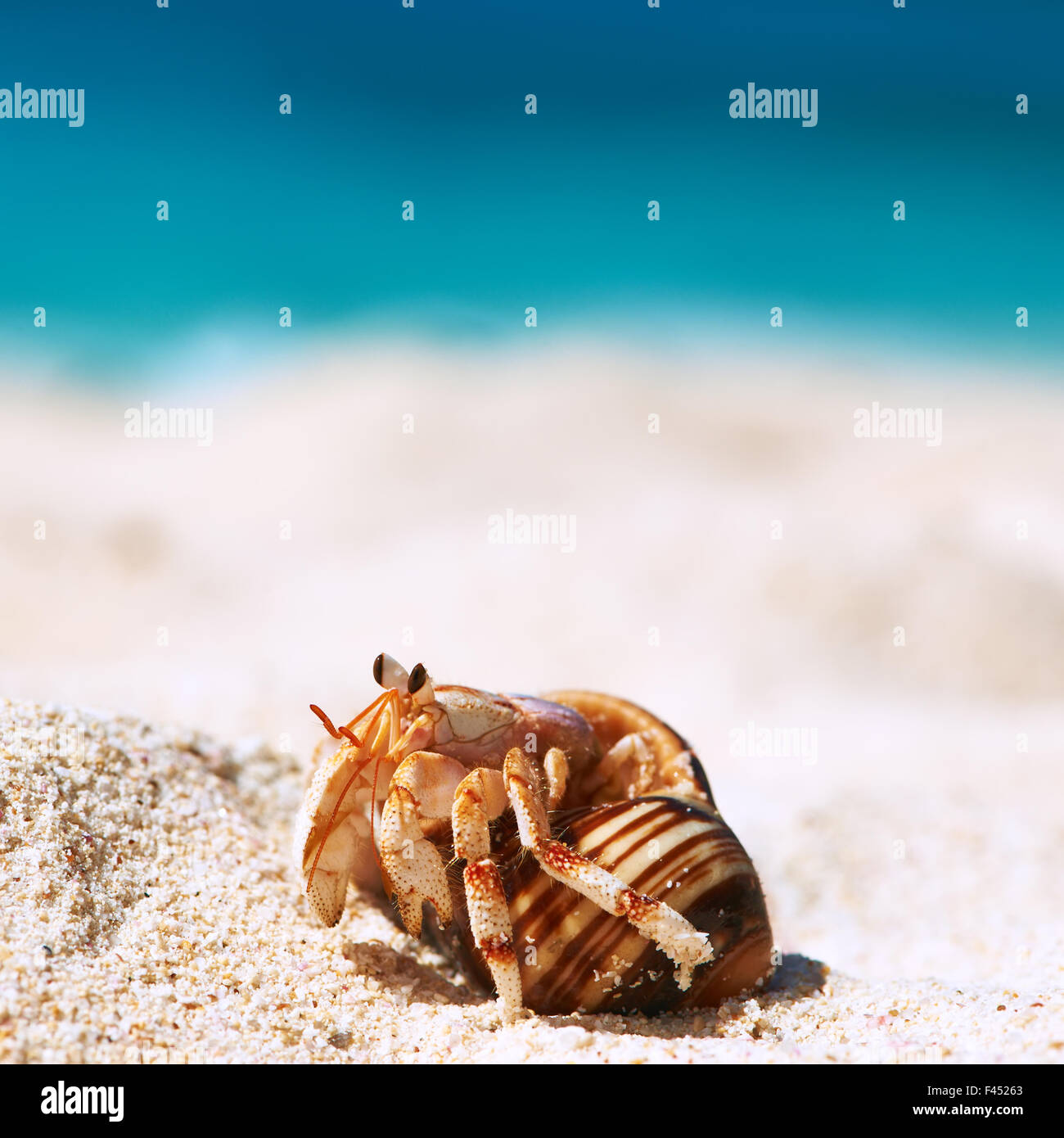 Hermit crab at beach Stock Photo - Alamy