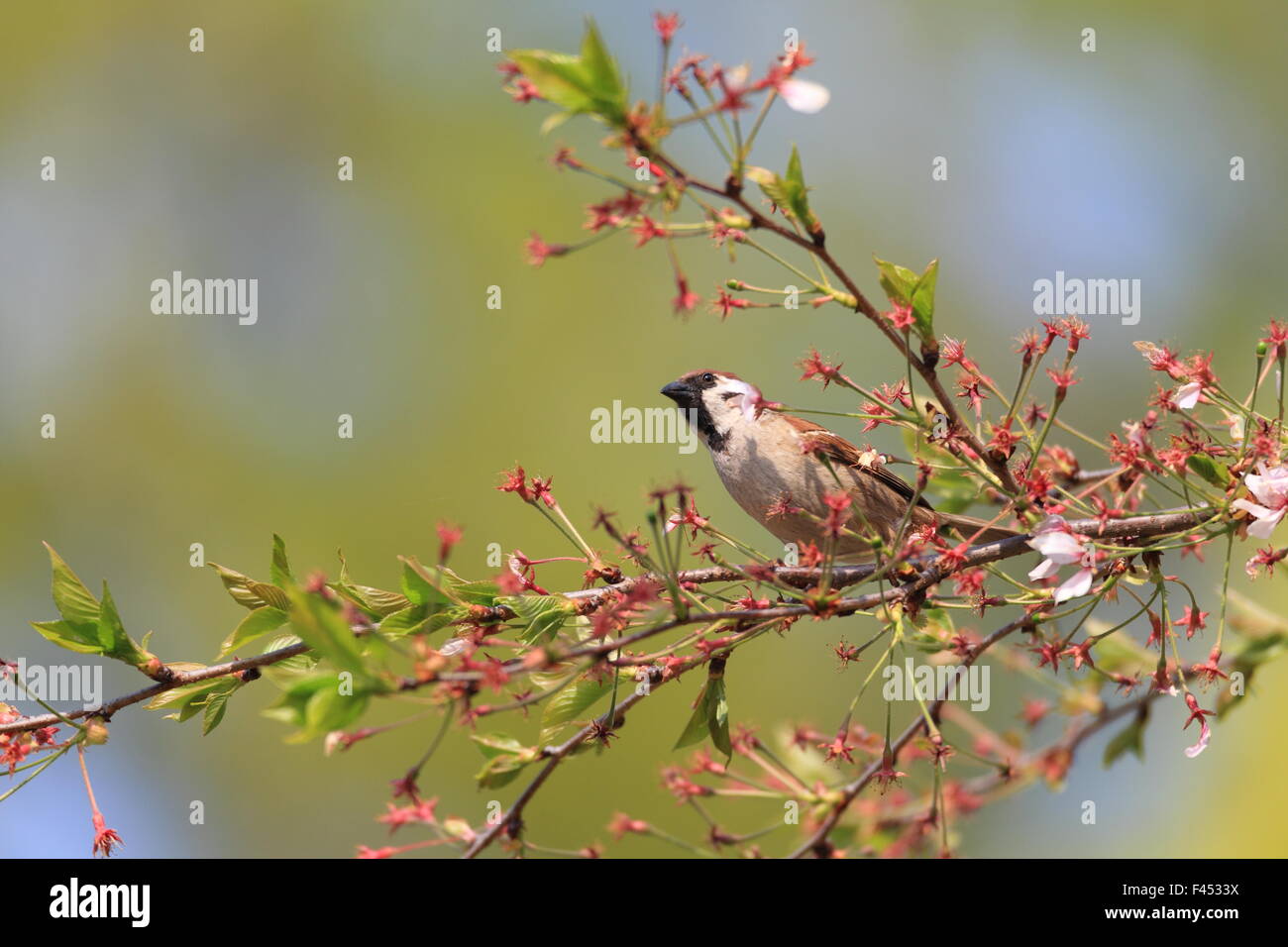 Eurasian Tree Sparrow (Passer montanus) in Japan Stock Photo