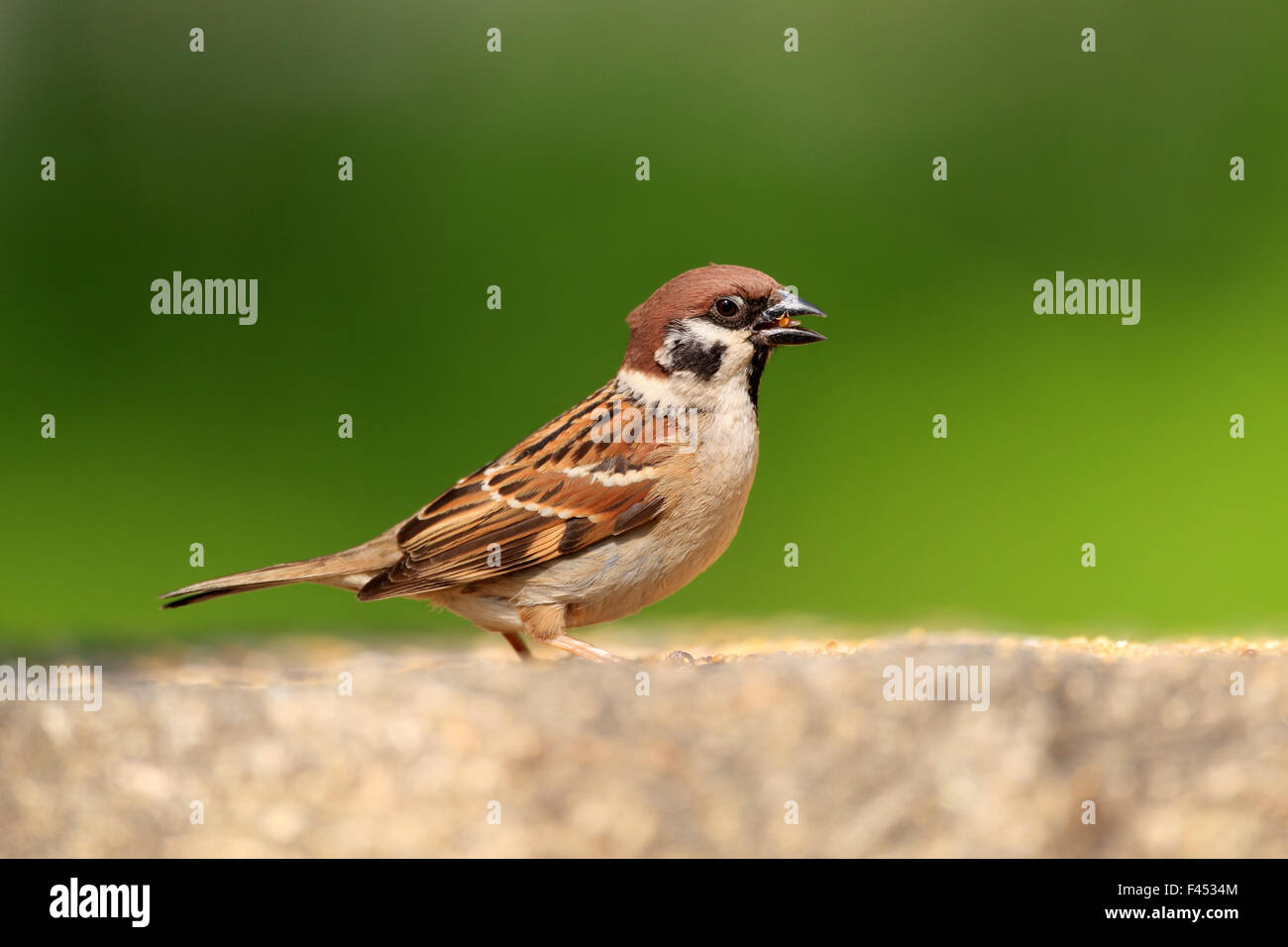 Eurasian Tree Sparrow (Passer montanus) in Japan Stock Photo