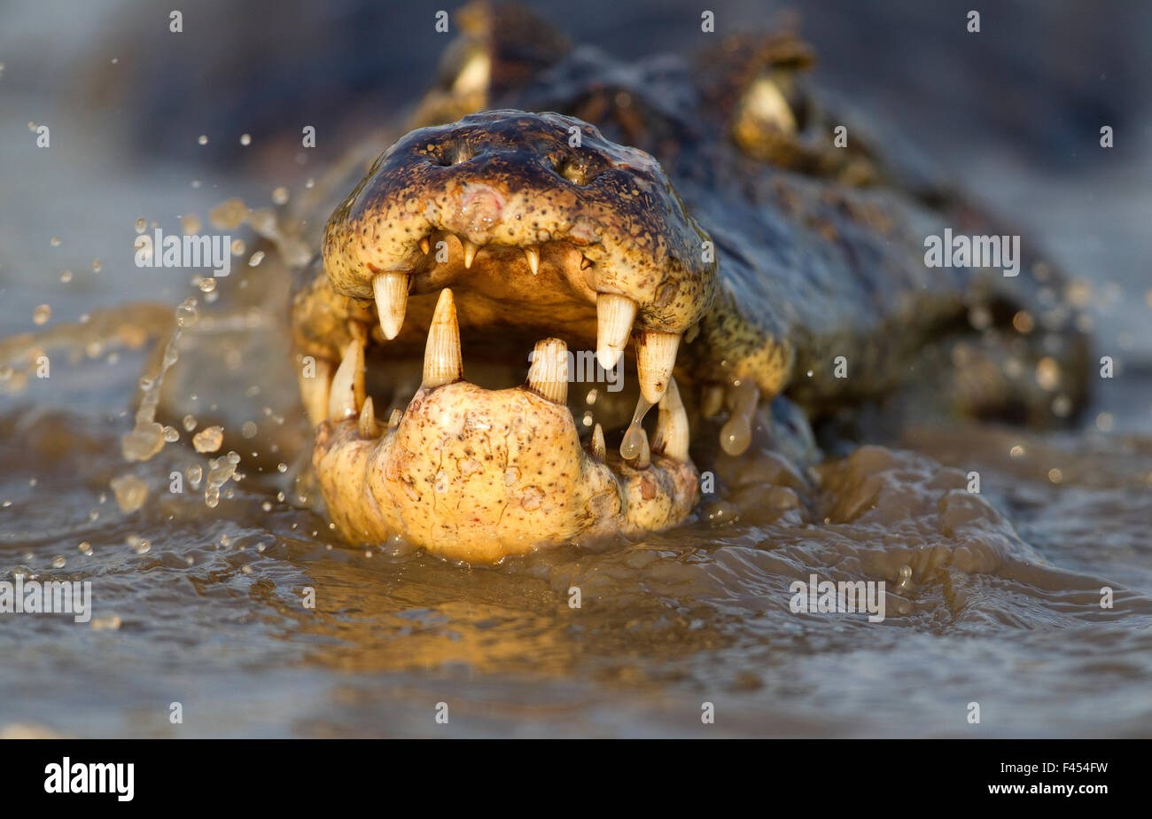 Spectacled caiman (Caiman crocodilus) feeding on fish, Pantanal, Brazil. Stock Photo