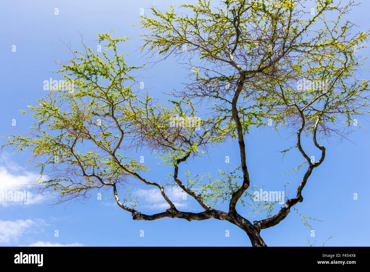 Kiawe tree; Prosopis pallida; Hapuna Beach; Big Island of Hawai'i; Hawaii, USA Stock Photo