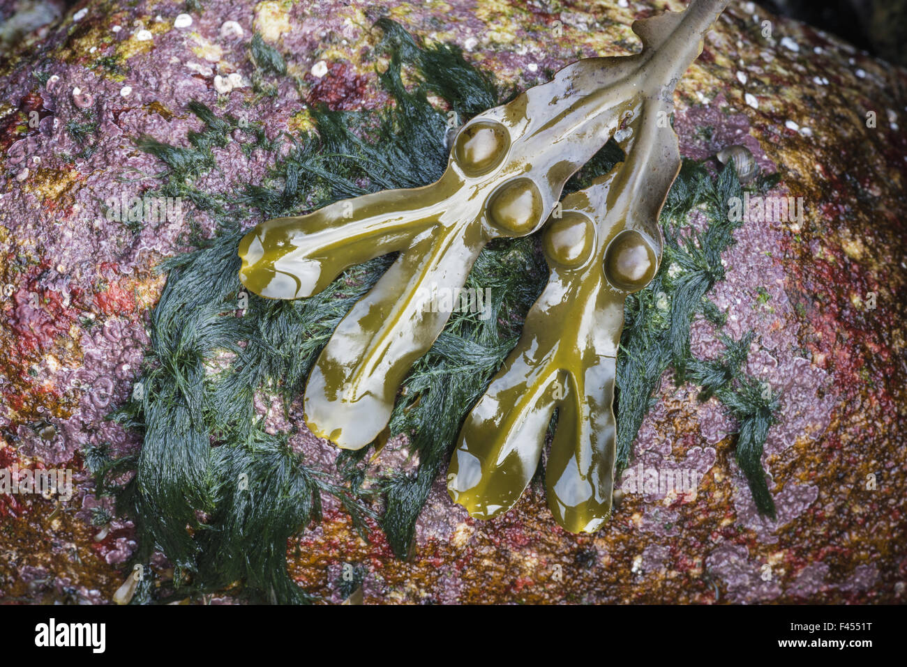 kelp on a rock, Lofoten, Norway Stock Photo - Alamy