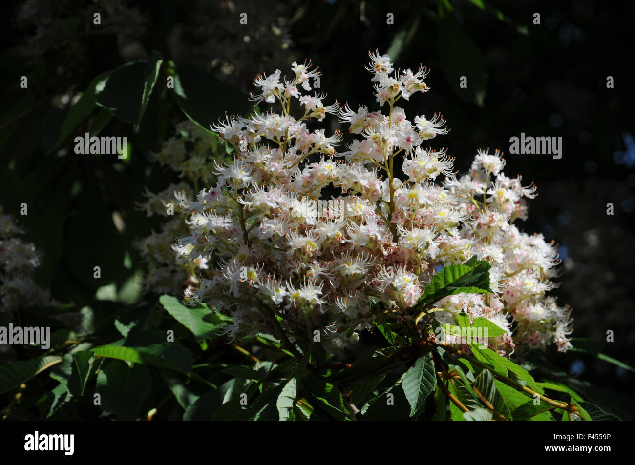 Conca Tree Conkertree hi-res stock photography and images - Alamy