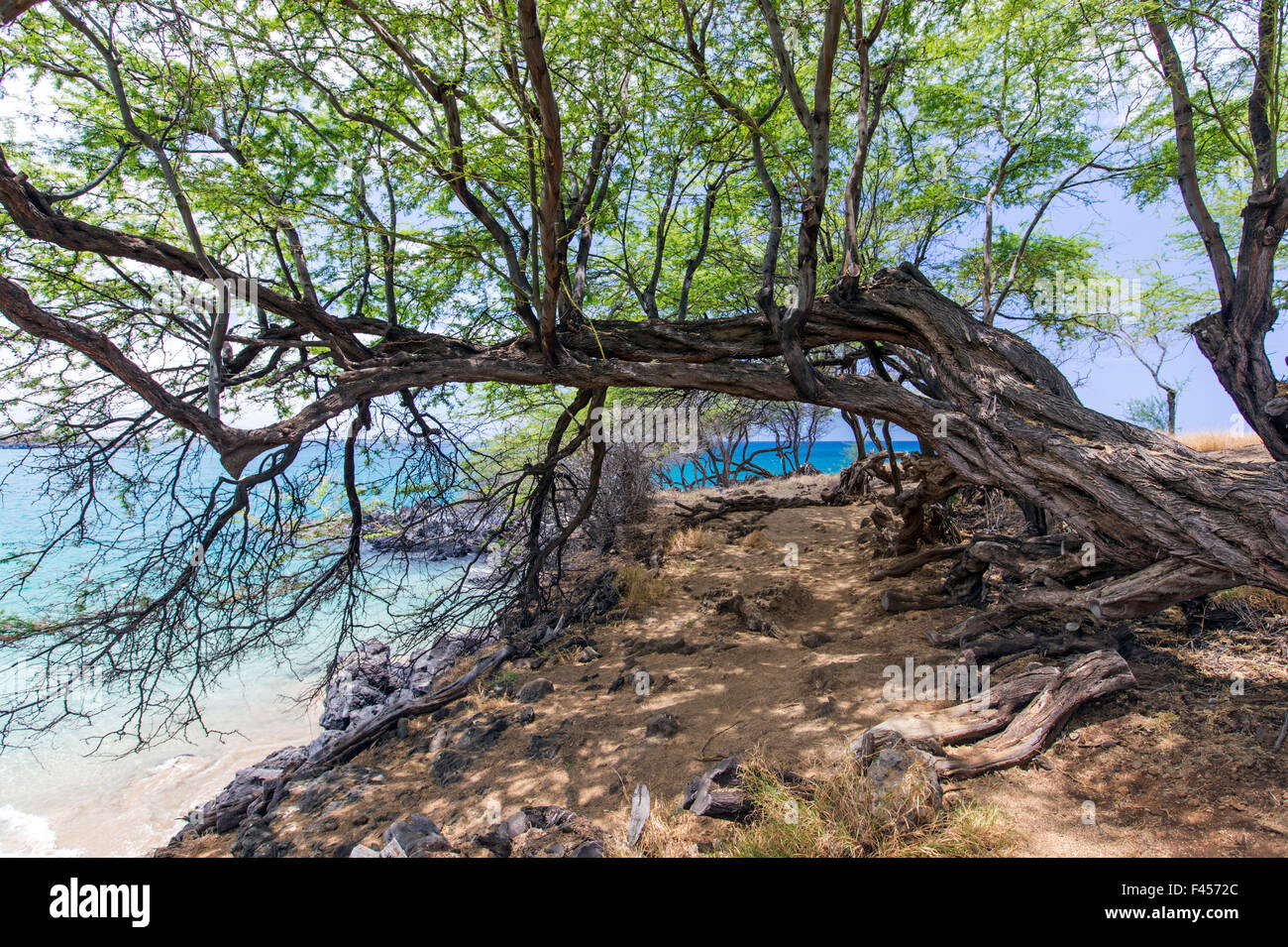 Kiawe tree; Prosopis pallida; world famous Hapuna Beach; Big Island of