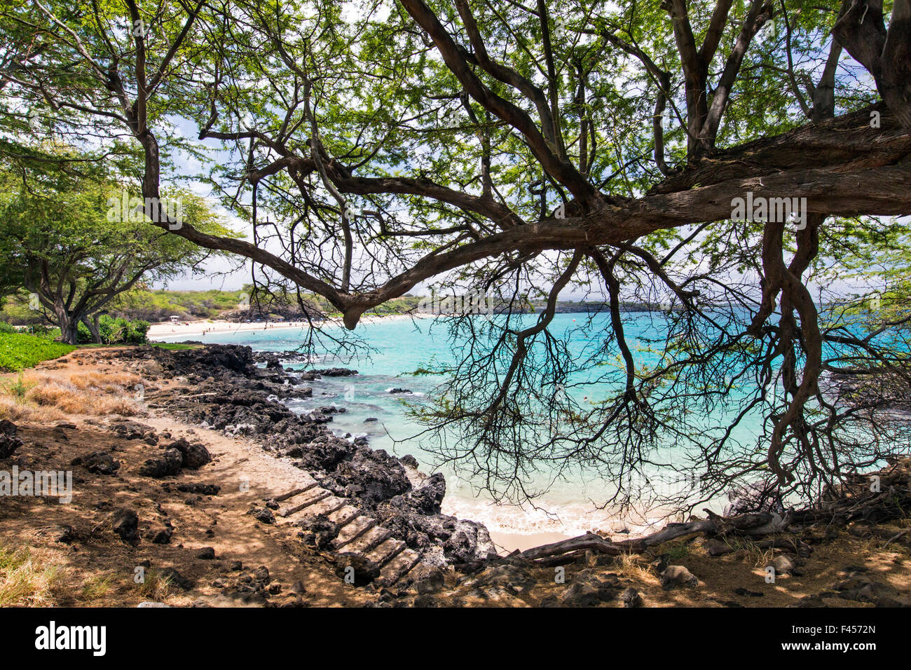 Kiawe tree; Prosopis pallida; world famous Hapuna Beach; Big Island of Hawai'i; Hawaii, USA Stock Photo