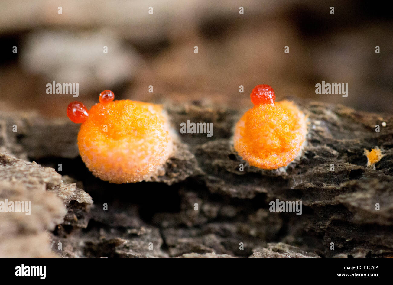 Slime mold bursting Lycogala epidendrum Stock Photo