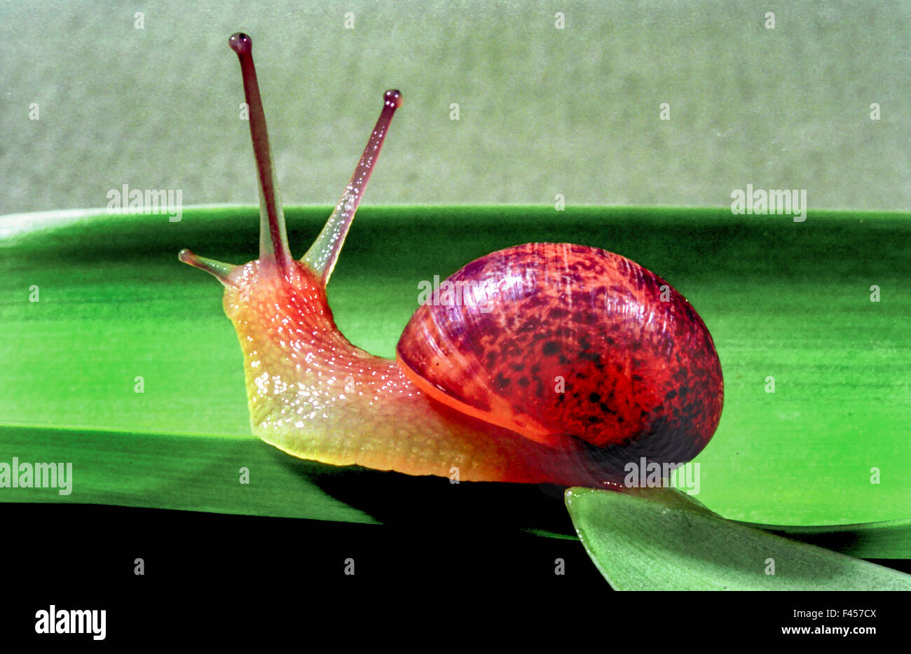 The muscular foot of a Cornu aspersum or garden snail is seen as it crosses a green leaf. It is a terrestrial pulmonate gastropod mollusc in the family Helicidae. Note tentacles on head. Stock Photo