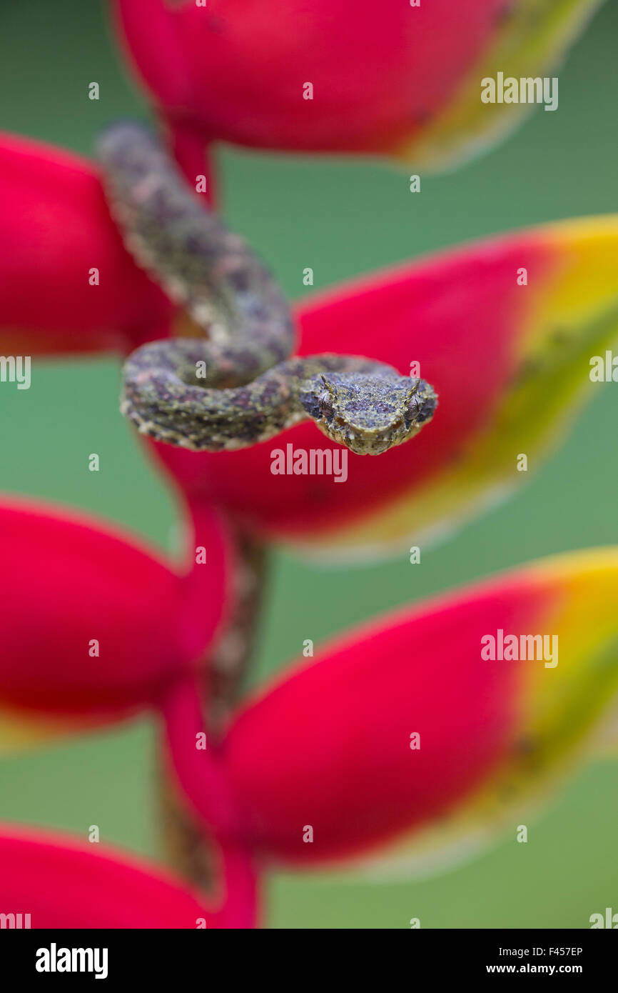 Eyelash Viper (Bothriechis schlegelii) on Heliconia (Heliconia rostrata) Costa Rica. Stock Photo