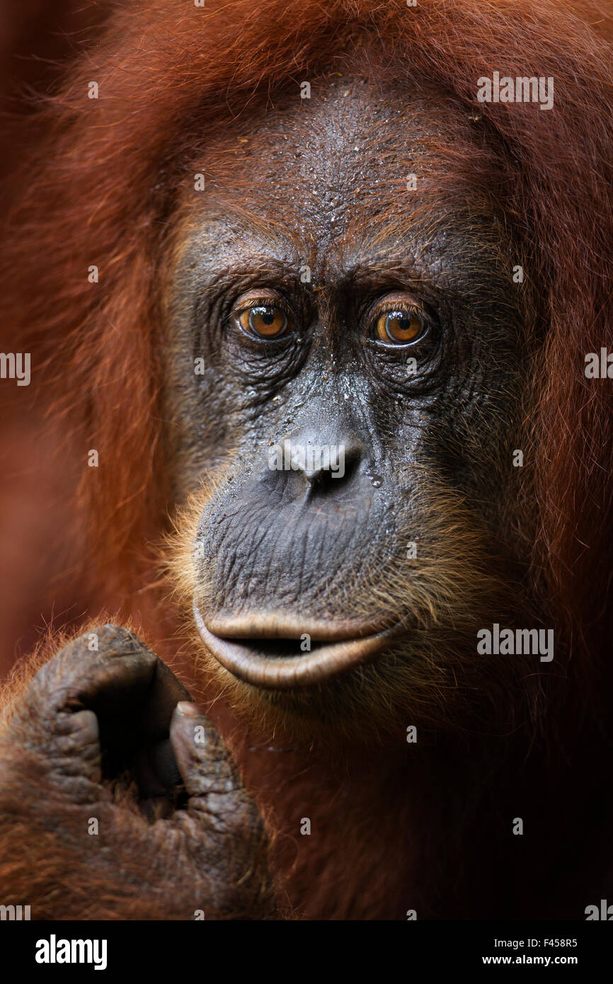 Ladies-orangutans from Sumatra lipstick lips 7 Ladies-orangutans from Sumatra lipstick lips 30